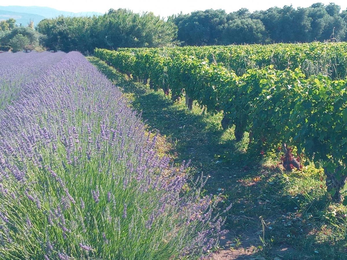 Agriturismo Il Melograno リオーラ・サルド エクステリア 写真