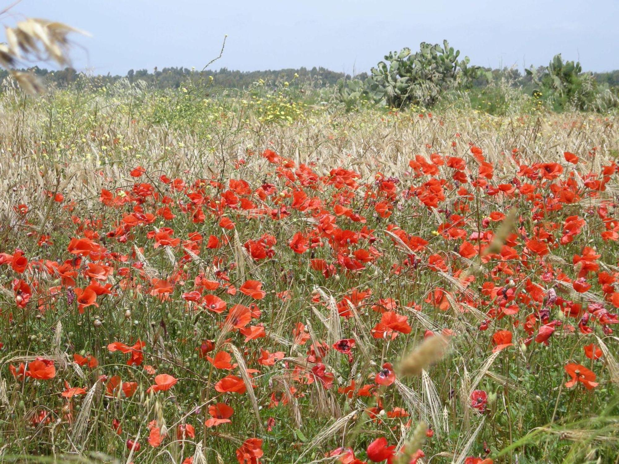 Agriturismo Il Melograno リオーラ・サルド エクステリア 写真