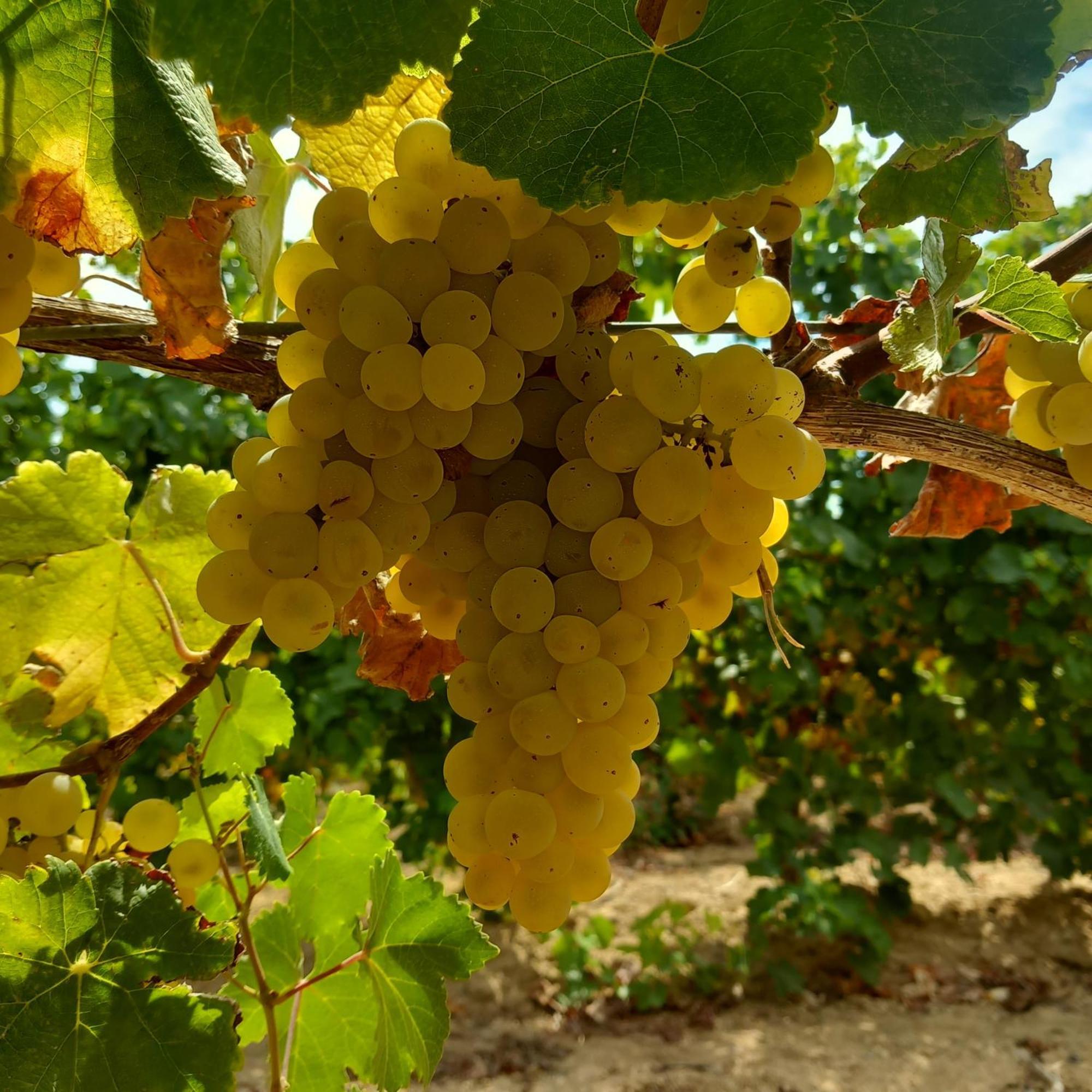 Agriturismo Il Melograno リオーラ・サルド エクステリア 写真