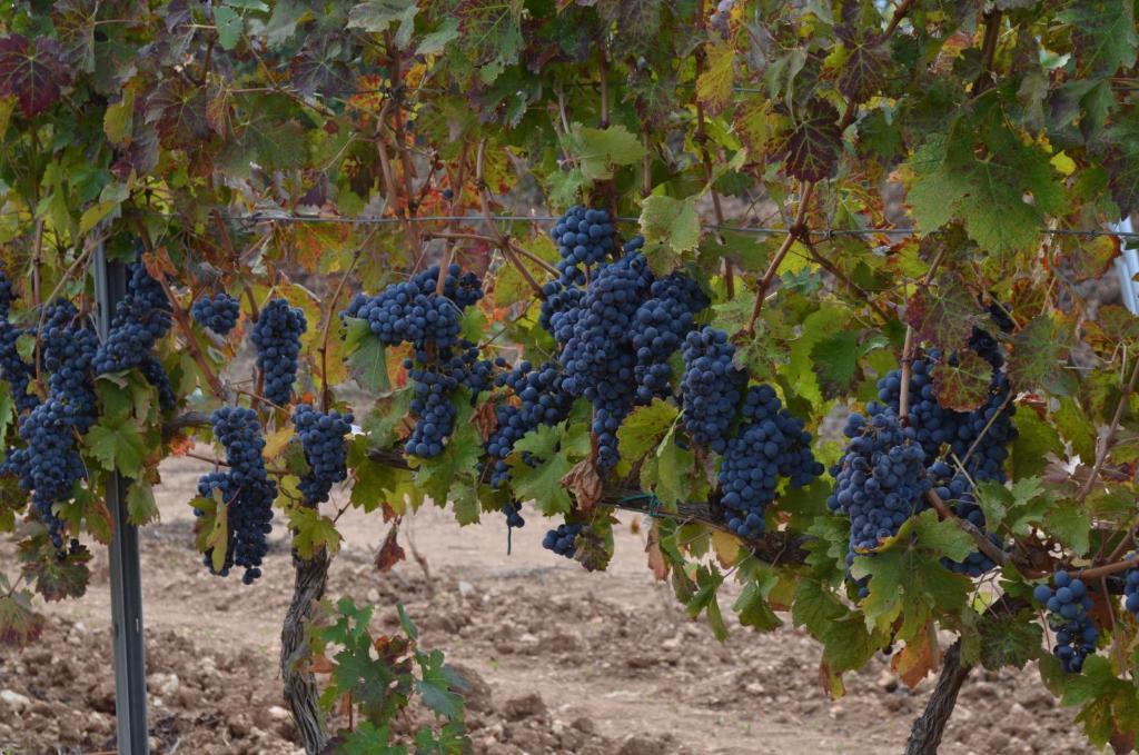 Agriturismo Il Melograno リオーラ・サルド エクステリア 写真